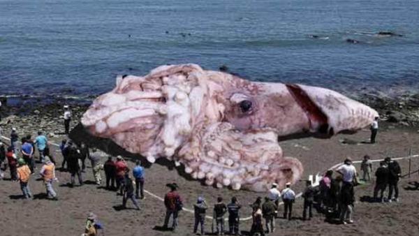Molusco gigante en acción
